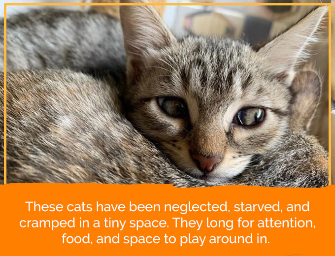 Help in feeding malnourished kitties, Donate Cat food. DonateKart
