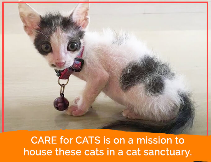Help in feeding malnourished kitties, Donate Cat food. DonateKart