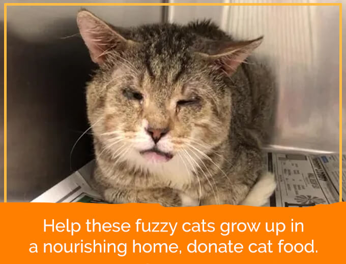 Help in feeding malnourished kitties, Donate Cat food. DonateKart