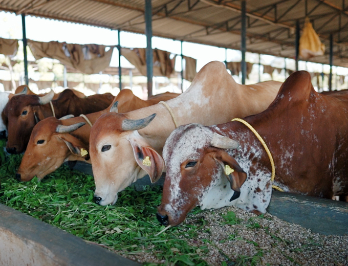 गौशाला में हरा चारा खाती गायें