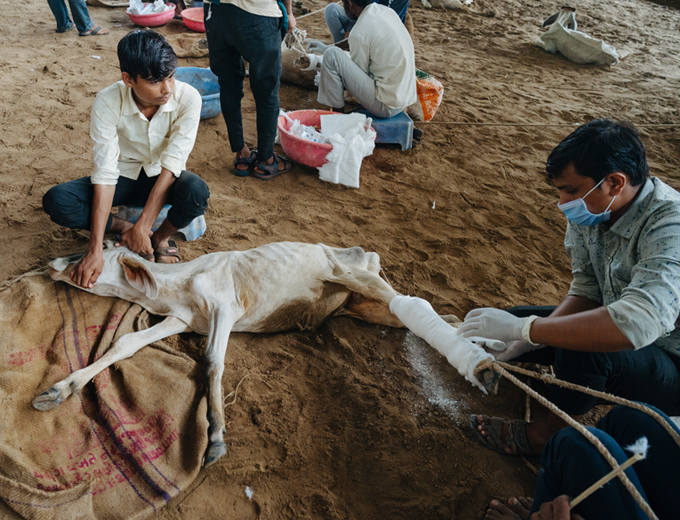 Wounded Cow Save Cows - Donate To Help Injured Cows | DonateKart