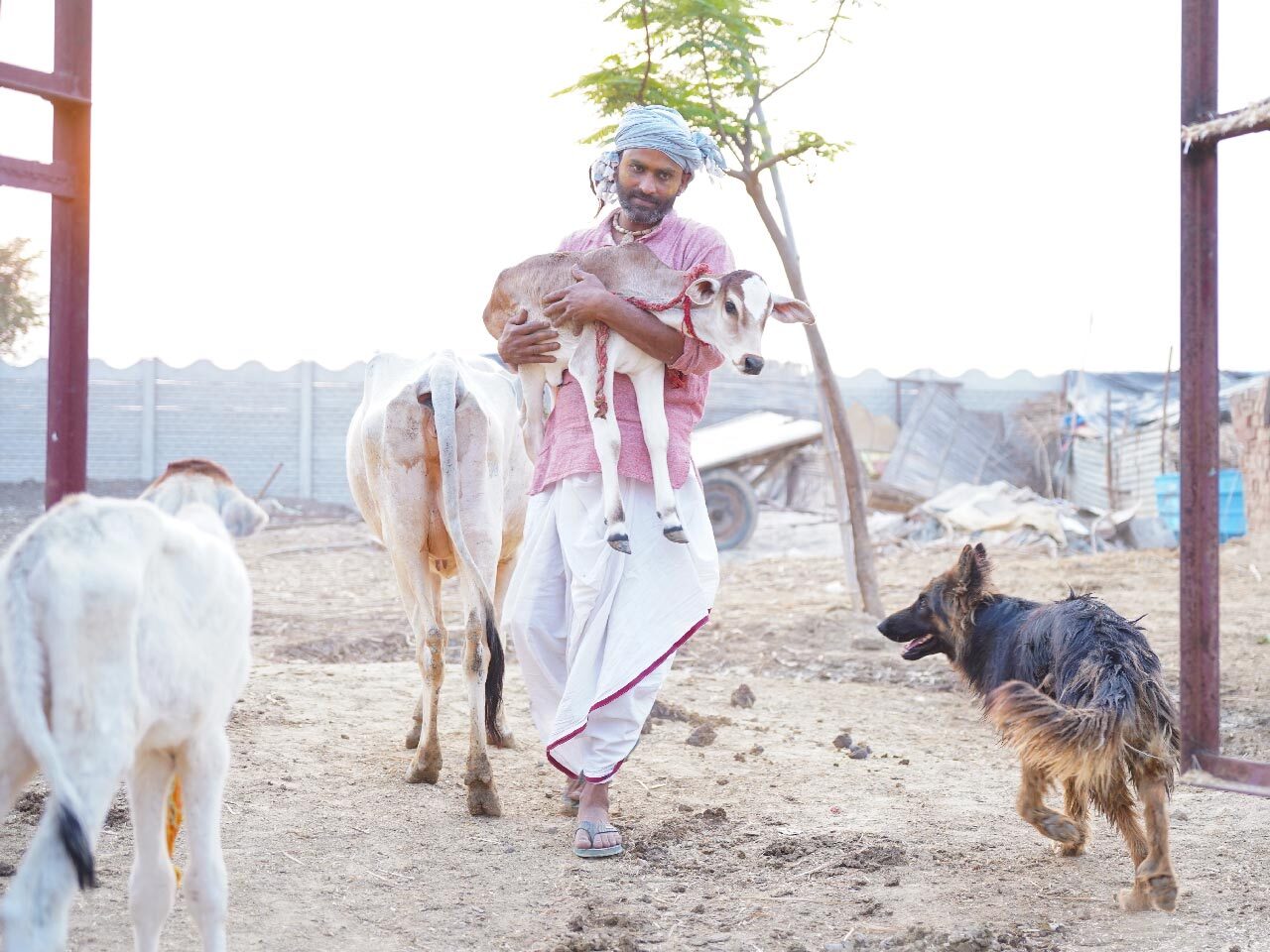 Build A Safe Home For 350 Cows In Mathura, Support India Aid Foundation