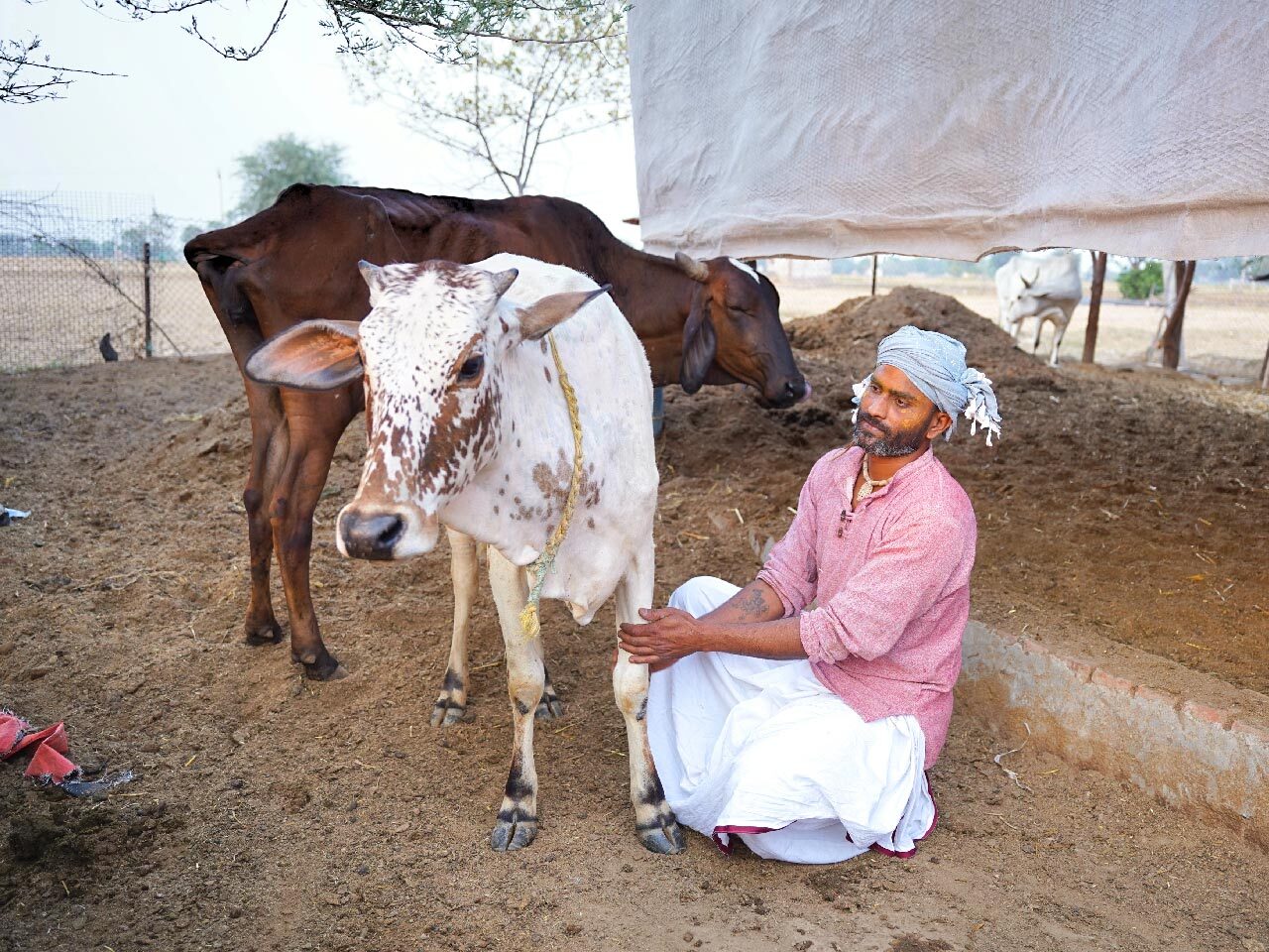 Build A Safe Home For 350 Cows In Mathura, Support India Aid Foundation