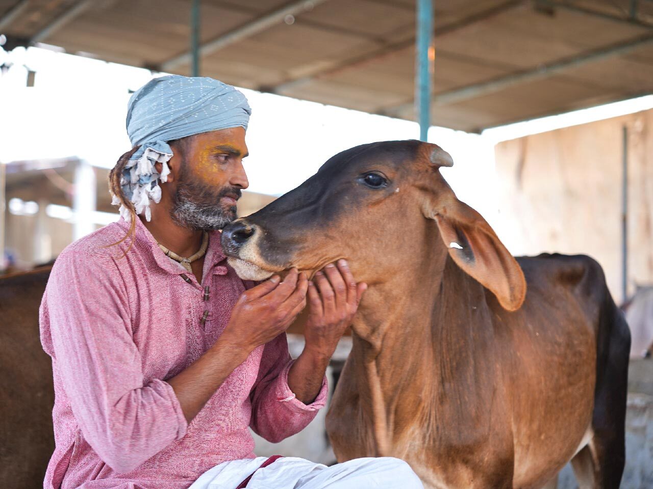 Build A Safe Home For 350 Cows In Mathura, Support India Aid Foundation
