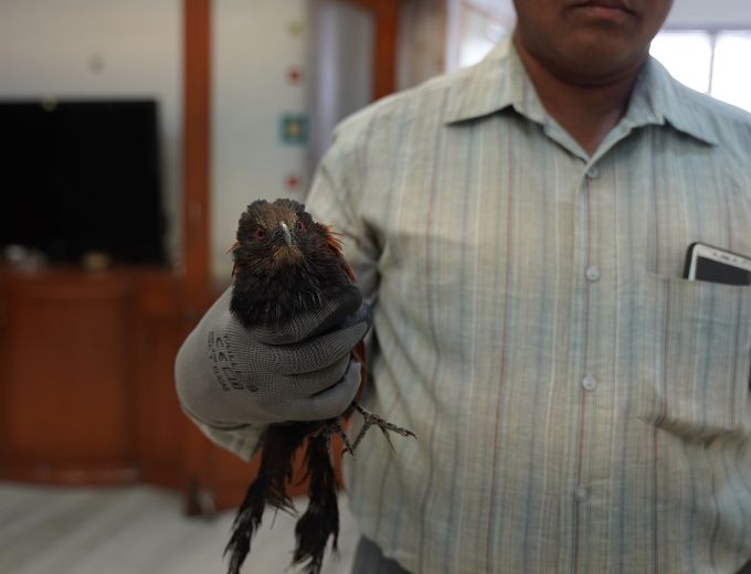 For Over A Decade Jivdaya Trust Has Been Saving Injured Birds, Join