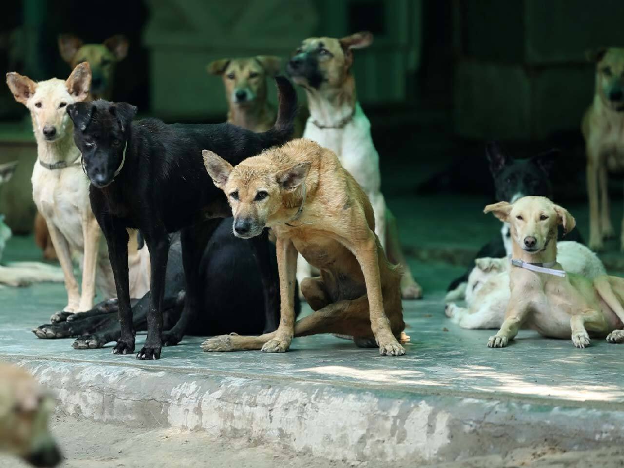 The Largest Animal Shelter In Noida Needs Your Help To Give A Home To