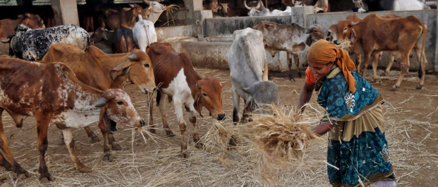 Help Cow Old Age Home Feed Fresh Fodder To Rescued Cows & Give Them A Better Life. DonateKart