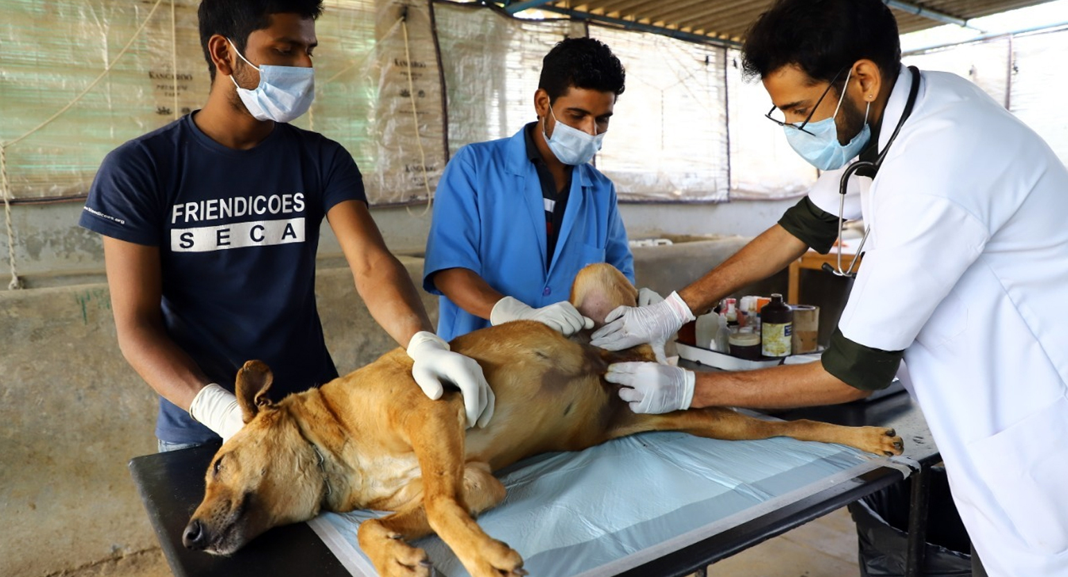 Friendicoes Is Saving Helpless Animals From Going Hungry During This Crisis, You Can Help | DonateKart Friendicoes Is Saving Helpless Animals From Going Hungry During This Crisis, You Can Help | DonateKart