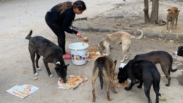 The strays of Delhi need your help | DonateKart