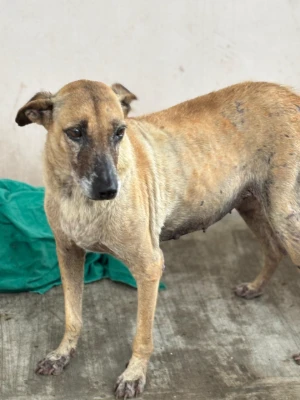 Injured Old Dog Meera needs your support! | DonateKart