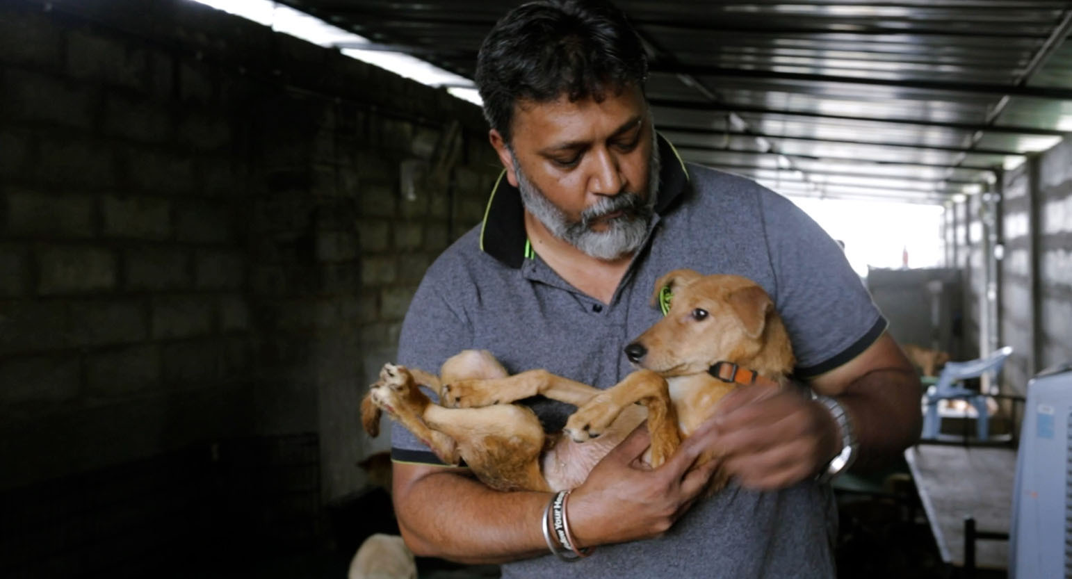 Join Hands With Girish And Help Him Build A Shelter For 350+ Stray Dogs