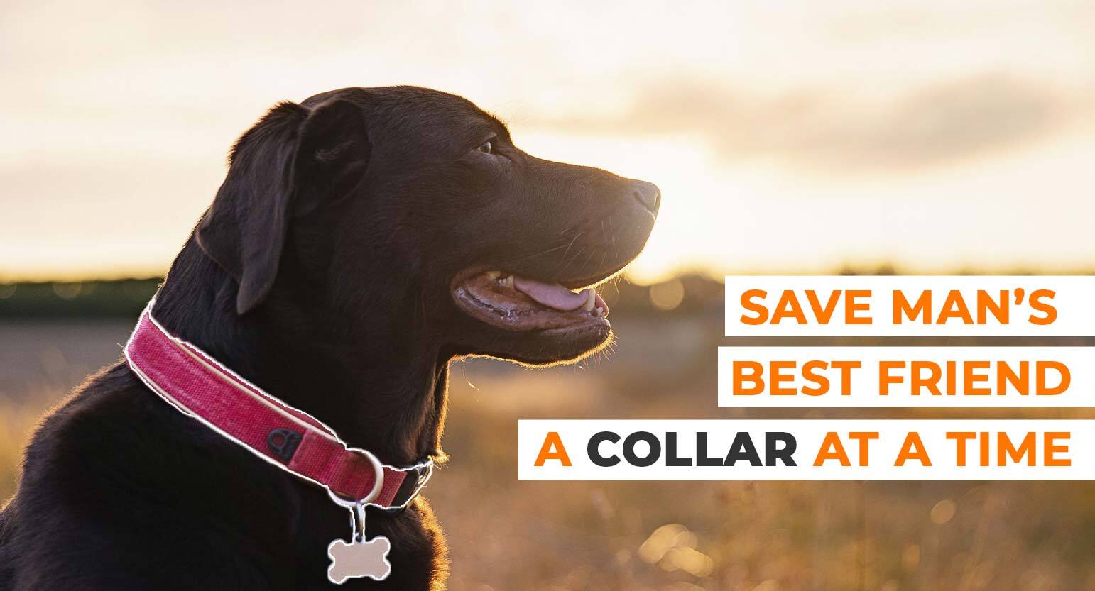 This Winter Save India’s Stray Dogs From Fatal Accidents By Donating Radium Collars DonateKart