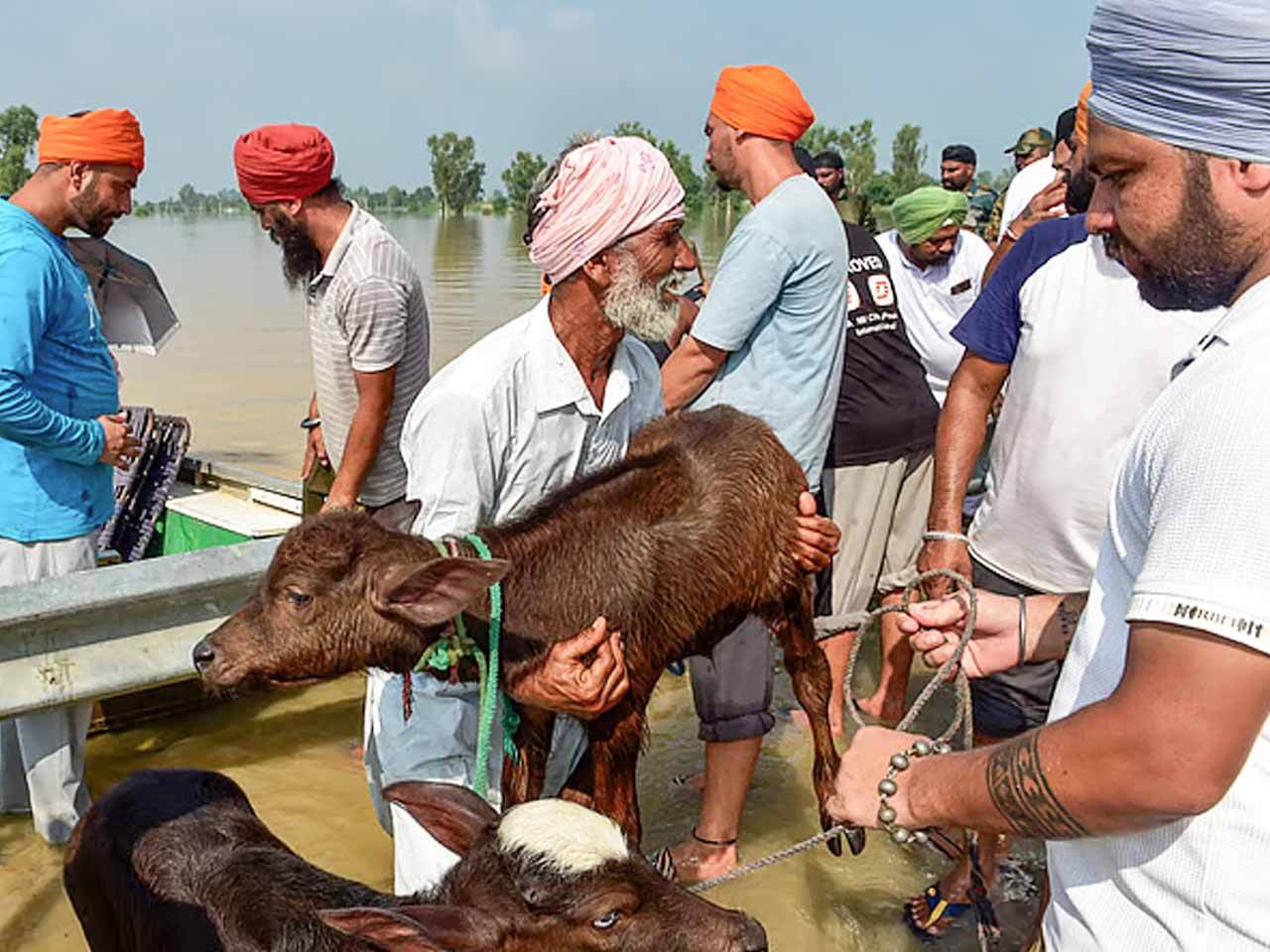 Save gaumatas affected by floods Save-gaumatas-affected-by-floods-Cover