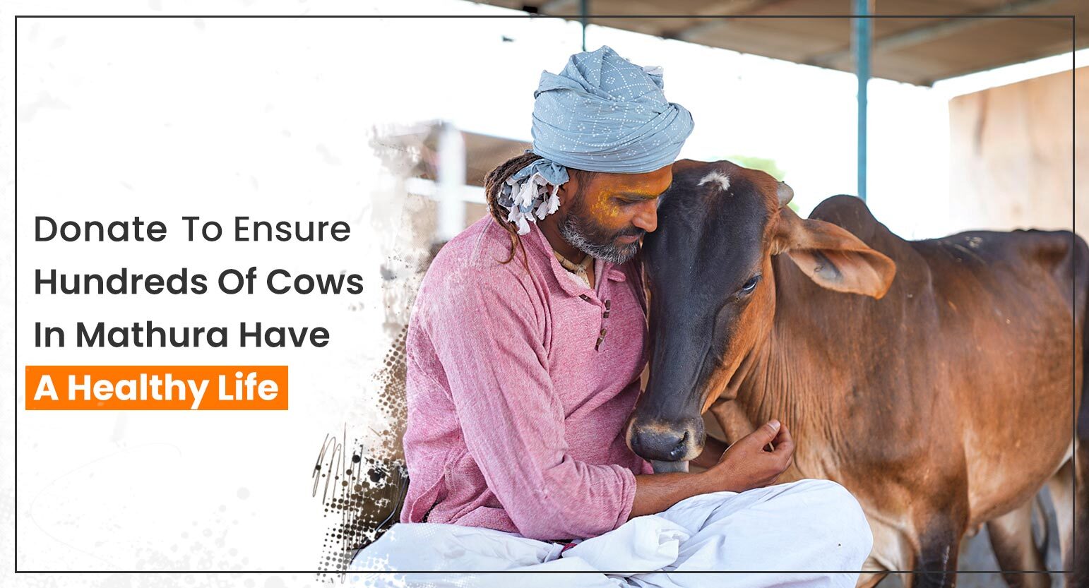Build A Safe Home For 350 Cows In Mathura, Support India Aid Foundation